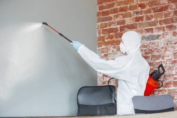 Best Mold Damage Restoration  in Maple Valley, WA