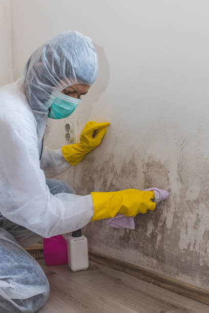 Best Attic Mold Removal  in Maple Valley, WA